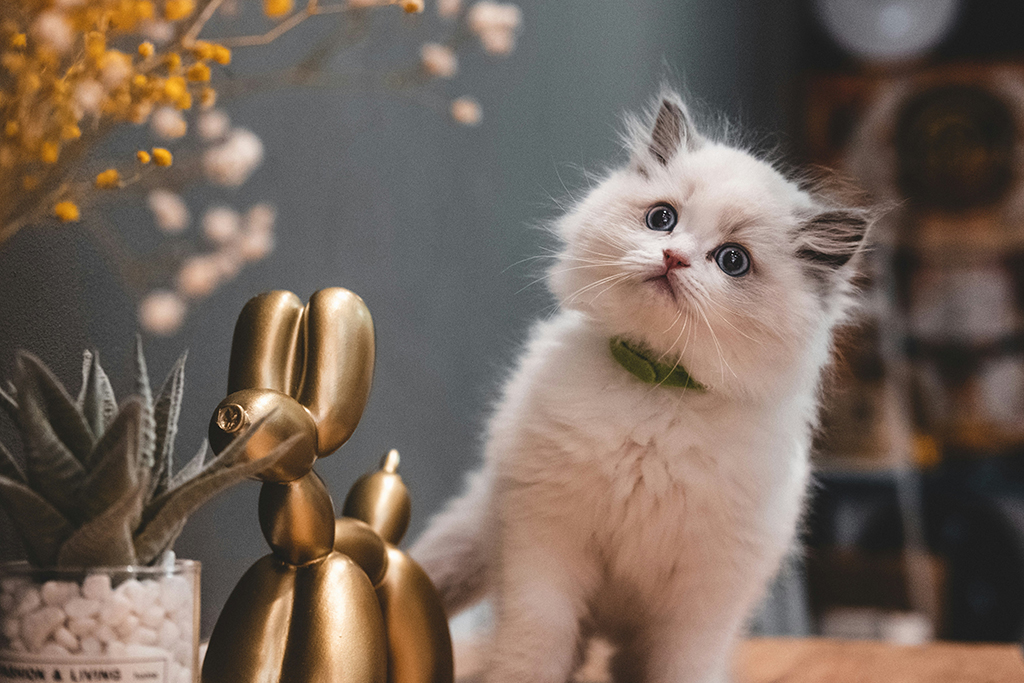 Nuovo animale domestico in casa